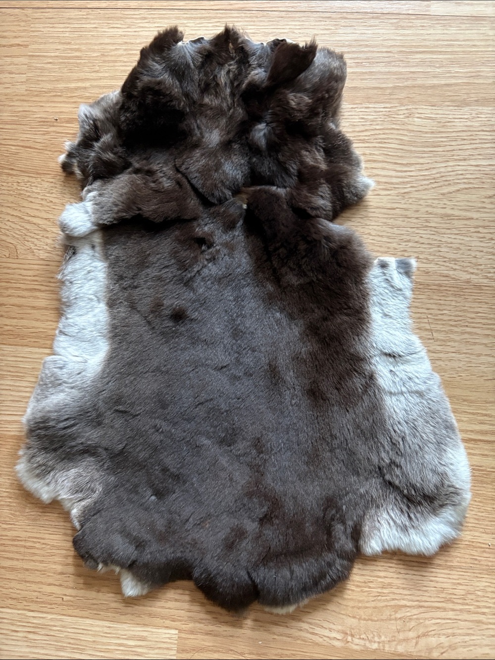 C0026 Rex rabbit hide